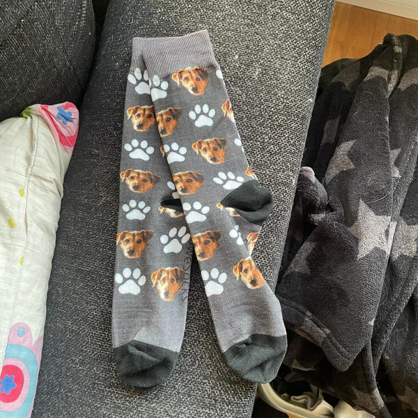 Terrier · Grå med poter